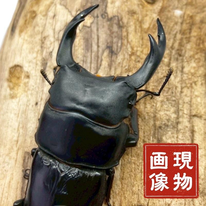 国産オオクワガタ オス 【能勢YG血統】大型血統 軽度の顎ズレ 国産