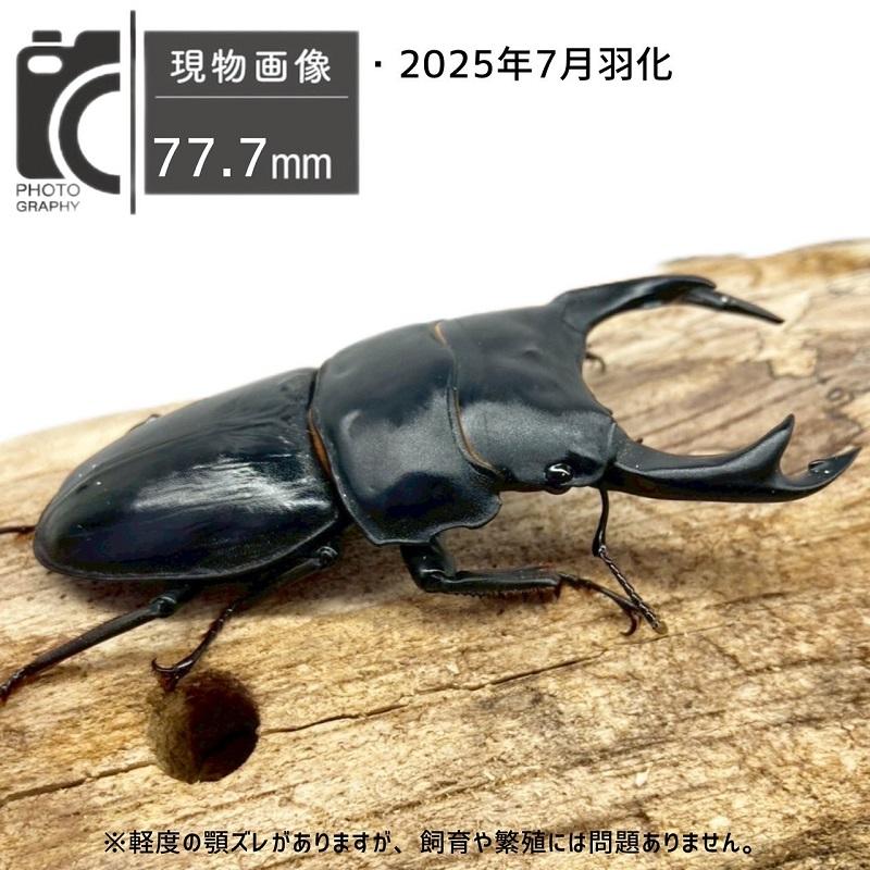★クワガタ★ 極太血統 国産オオクワガタ アンバランス アブレイズ 顎幅7.5mmUp 新成虫ペア ♂77mm(B) x ♀45mm 即ブリ可 後食済 未使用 国産オオクワガタ オス 【能勢YG血統】大型血統 軽度の顎ズレ 国産