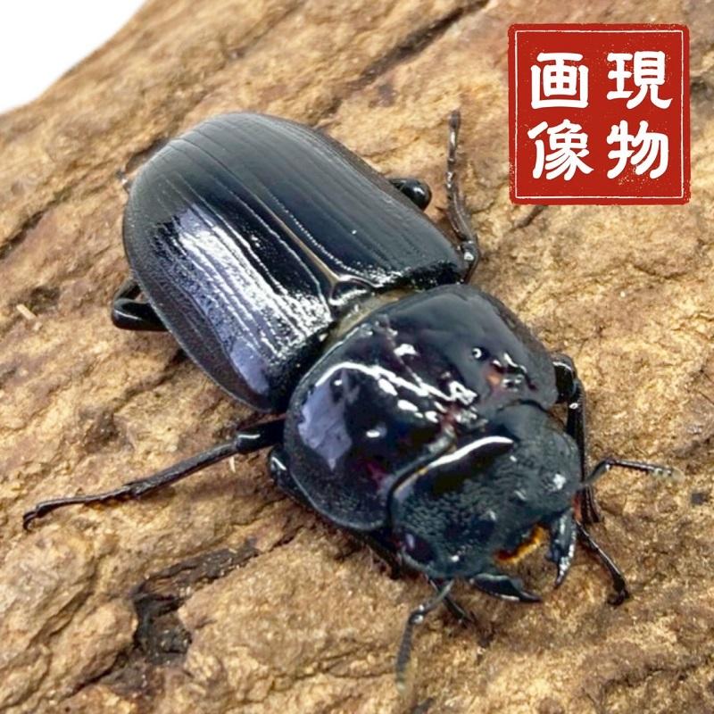 国産オオクワガタ メス 【津山産】頭部に凹み有 国産 販売 生体 成虫
