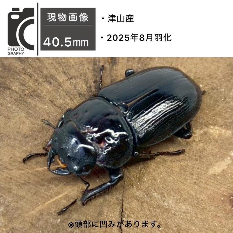 国産オオクワガタ メス 【津山産】頭部に凹み有 国産 販売 生体 成虫