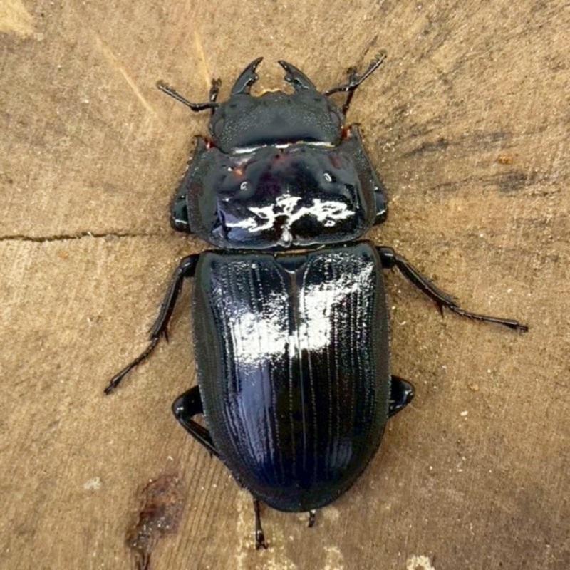 【大特価】【大珍品】新潟県産オオクワガタメスWD41㎜標本 大特価】【大珍品】新潟県産オオクワガタメスWD41㎜標本 - メルカリ