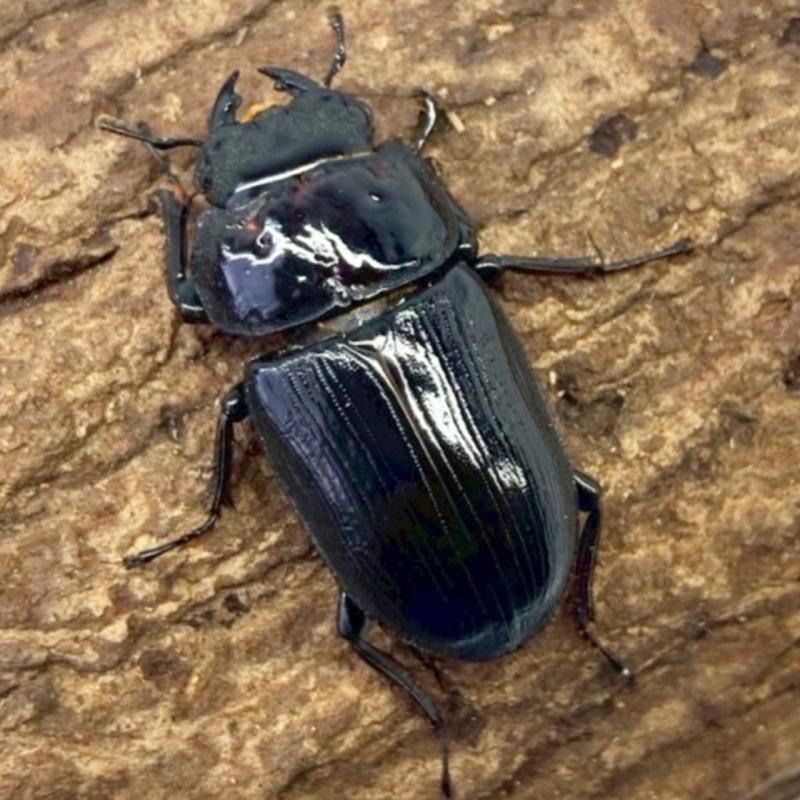 国産オオクワガタ メス 【津山産】頭部に凹み有 国産 販売 生体 成虫