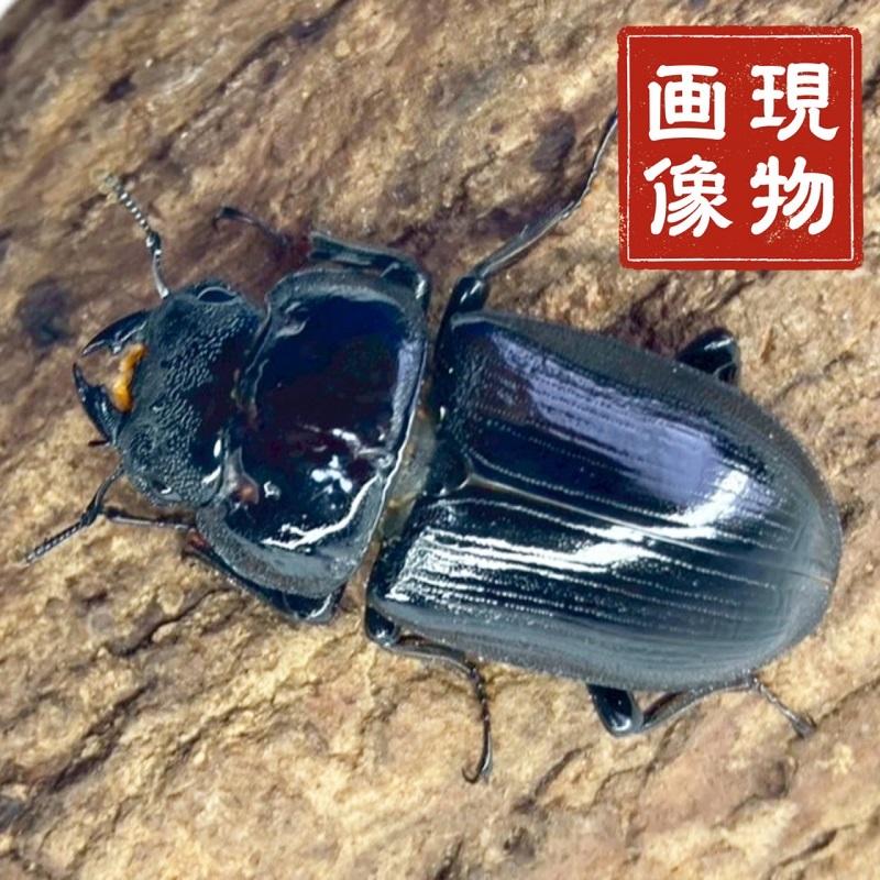 国産オオクワガタ メス 【津山産】頭部に凹み有 国産 販売 生体 成虫