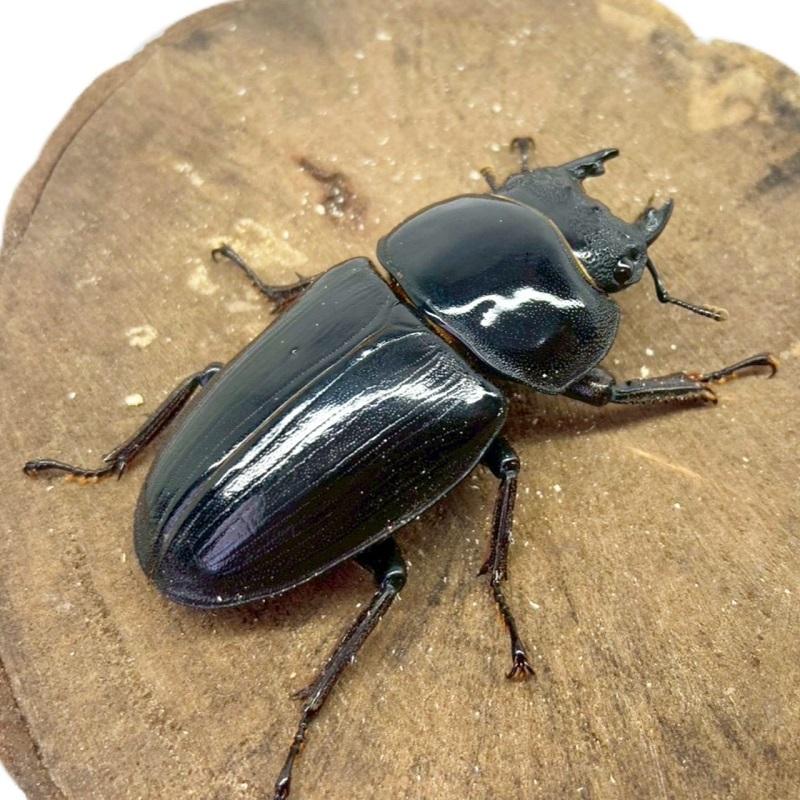 オオクワガタ・能勢YG血統 オス86㎜ A'品 単品 | クワガタ