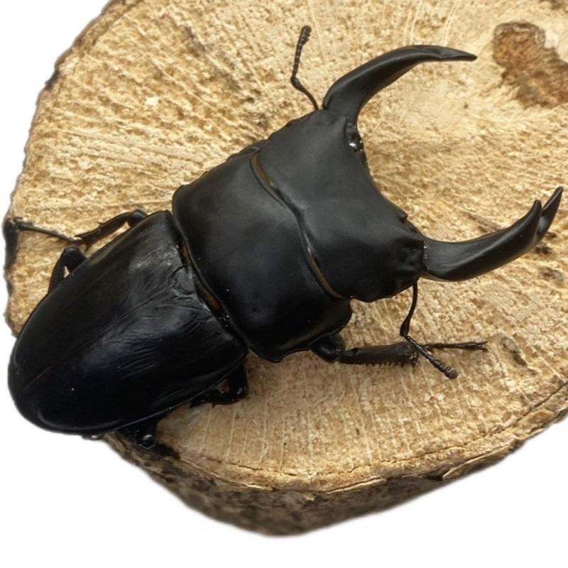 能勢産オオクワガタ ♂88.7 ♀56.2 標本用 オスメスペア 能勢産オオクワガタ ♂88.7 ♀56.2 標本用 オスメスペア 能勢YG