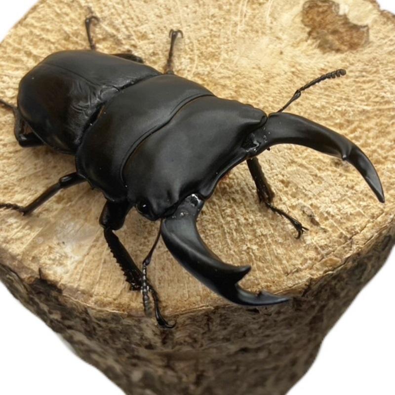 オオクワガタ 【能勢SR】 特大サイズ 85〜86mm メス 50mm以上 大型血統