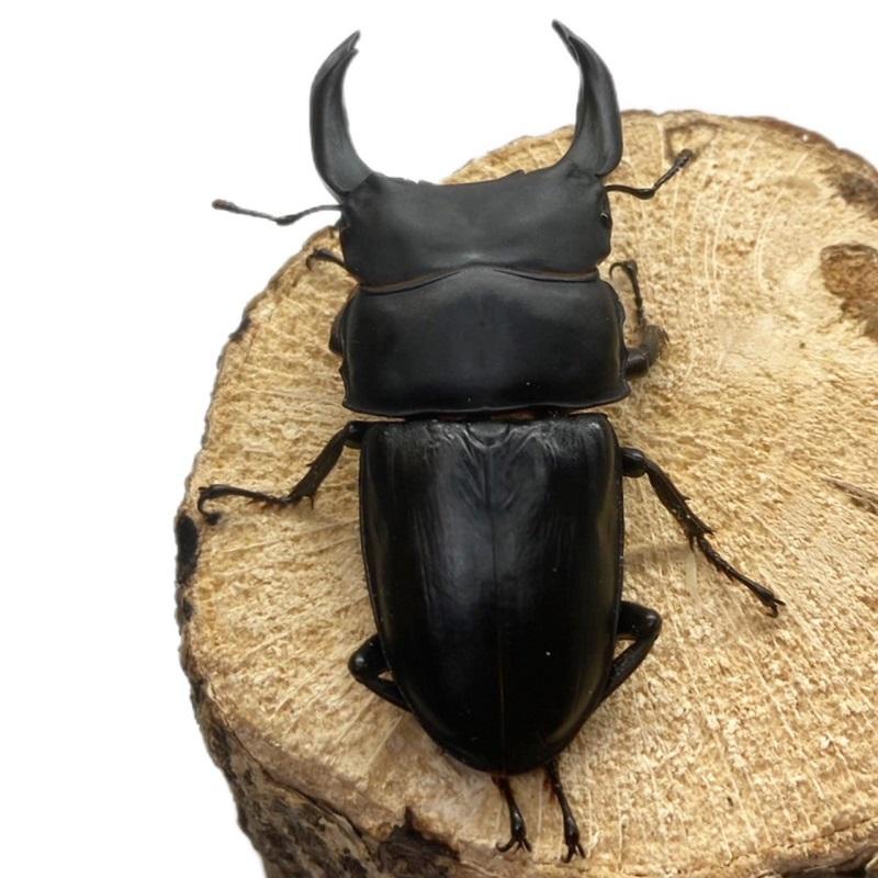 オオクワガタ 【能勢SR】 特大サイズ 85〜86mm メス 50mm以上 大型血統