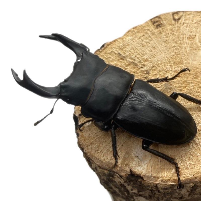 オオクワガタ 【能勢SR】 特大サイズ 86mm〜 メス 50mm以上 大型血統