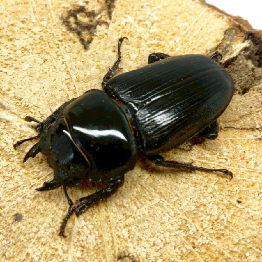 能勢産オオクワガタ ♂88.7 ♀56.2 標本用 オスメスペア 能勢産オオクワガタ ♂88.7 ♀56.2 標本用 オスメスペア 能勢YG