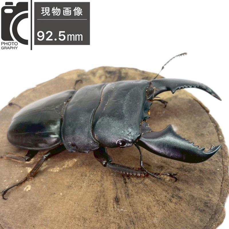 極太系スマトラオオヒラタ 成虫ペア