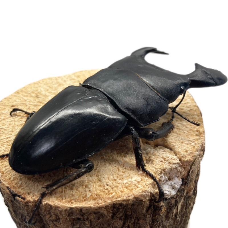 insectbase)ハーキュリーT血統スマトラ大型血統 ♂93㎜ペア‼️一度使用