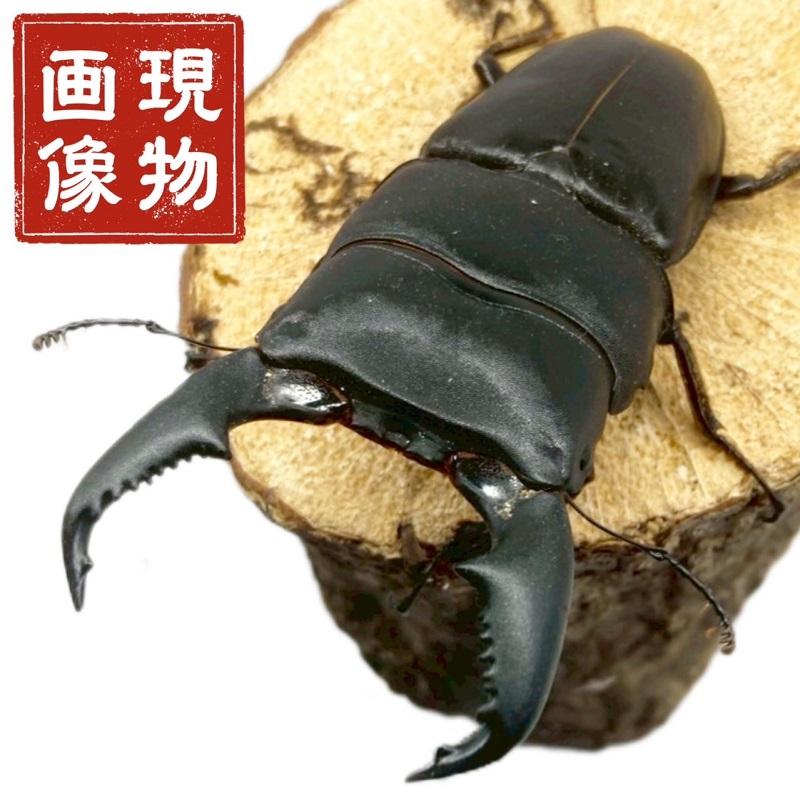 スマトラオオヒラタ オス 【アチェ産】 極太血統 【現物画像/オス
