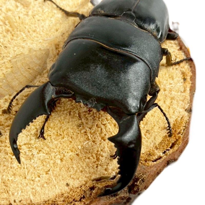 スマトラオオヒラタ（大型血統）♂♀ペア。