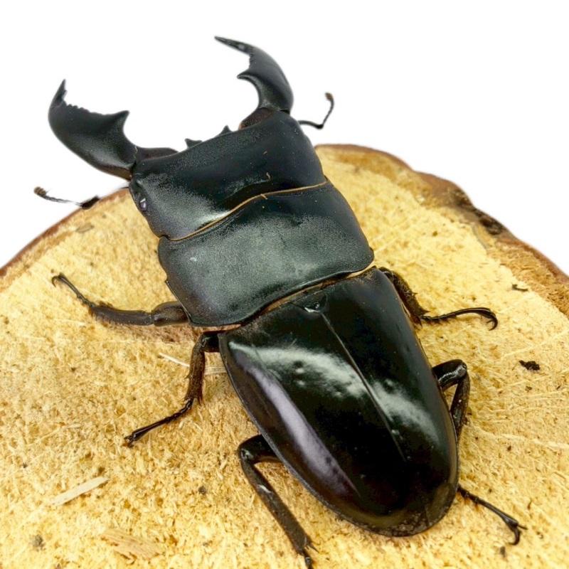 スマトラオオヒラタ（大型血統）♂♀ペア。