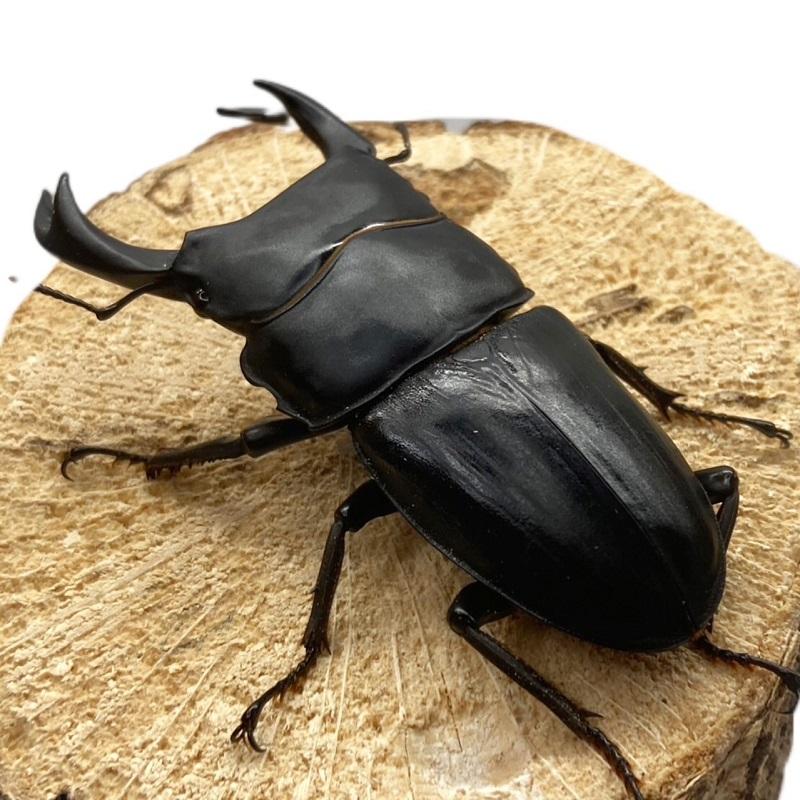 希少熊本産オオクワガタ生体☆天然WILD雌持腹出しWILD直仔 累代WF1個体