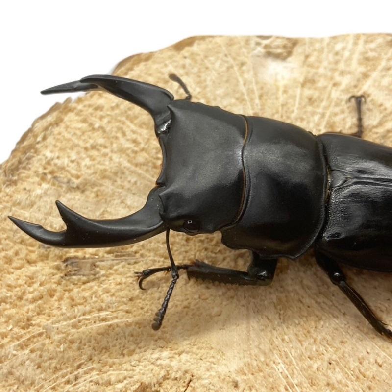 オオクワガタ89.8mm 能勢産　YG血統 昆虫標本用として オオクワガタ89.8mm 能勢産 YG血統 昆虫標本用として