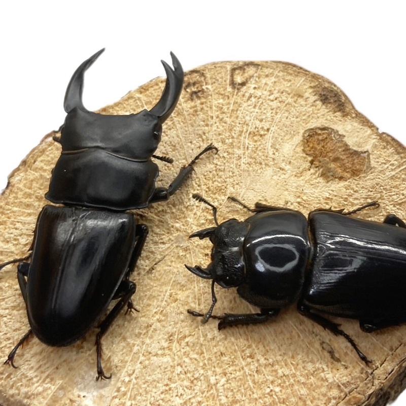 オオクワガタ89.8mm 能勢産　YG血統 昆虫標本用として オオクワガタ89.8mm 能勢産 YG血統 昆虫標本用として