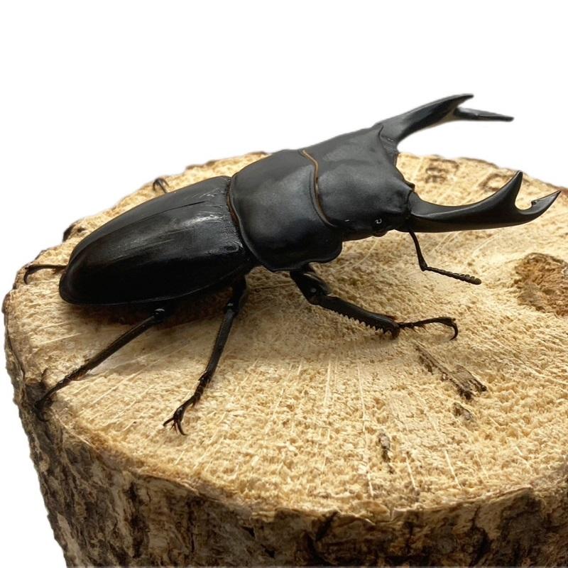 オオクワガタ89.8mm 能勢産　YG血統 昆虫標本用として オオクワガタ 【能勢YG】オス特大サイズ 85mm〜 メス 50mm以上 大型