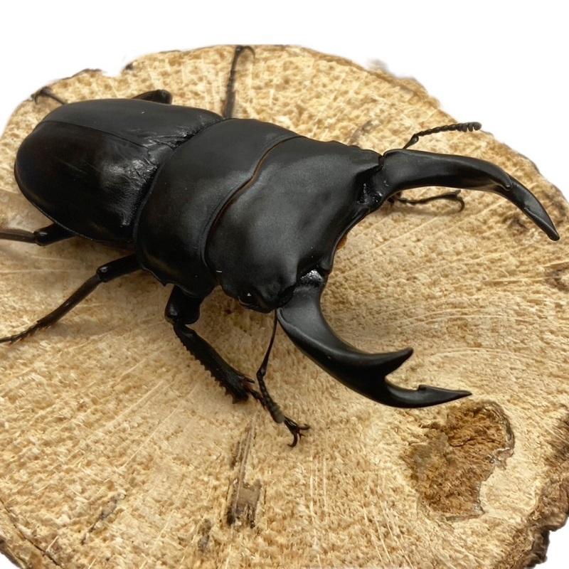 オオクワガタ 【能勢YG】オス特大サイズ 85mm〜 メス 50mm以上 大型