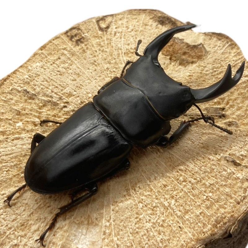 オオクワガタ 【能勢YG】オス特大サイズ 85mm〜 メス 50mm以上 大型