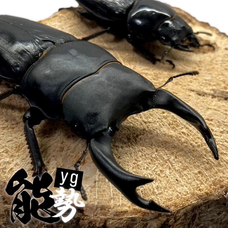 オオクワガタ 【能勢YG】 オス 60〜65mm メス フリー 大型血統 国産