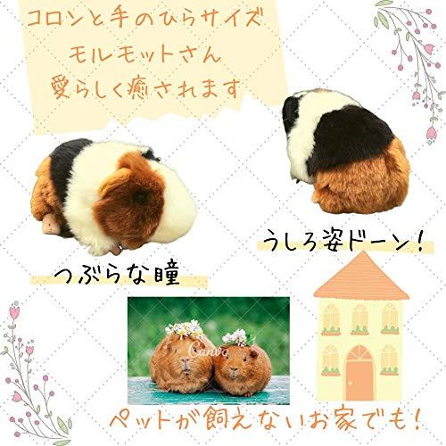 Shantrip かわいい モルモット ぬいぐるみ 天竺鼠 テンジクネズミ ふわふわ 人形 ギフト 贈り物 ブラック Gkn Animato Shop 通販 Yahoo ショッピング