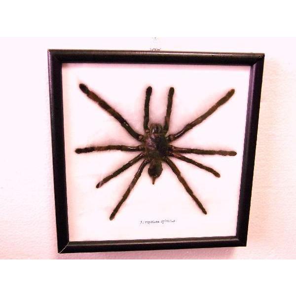 標本パネル タランチュラ蜘蛛標本 ロックアクセサリー : r-m store