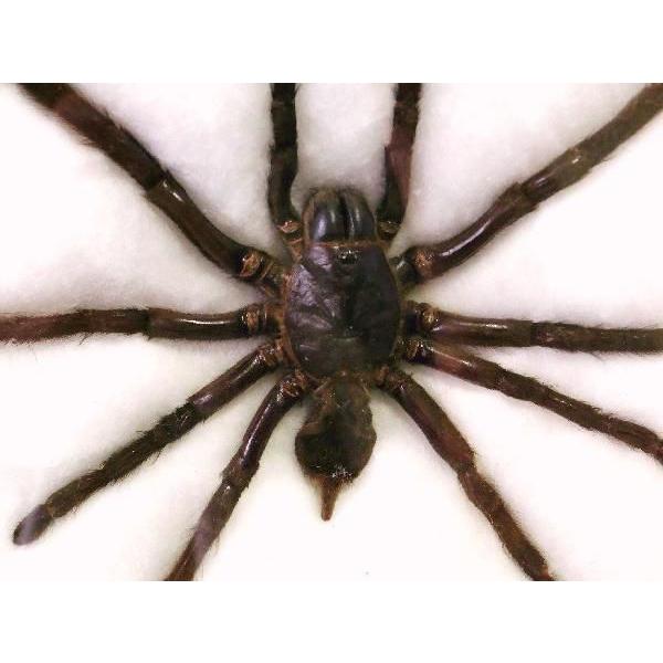 標本パネル タランチュラ蜘蛛標本 ロックアクセサリー : r-m store