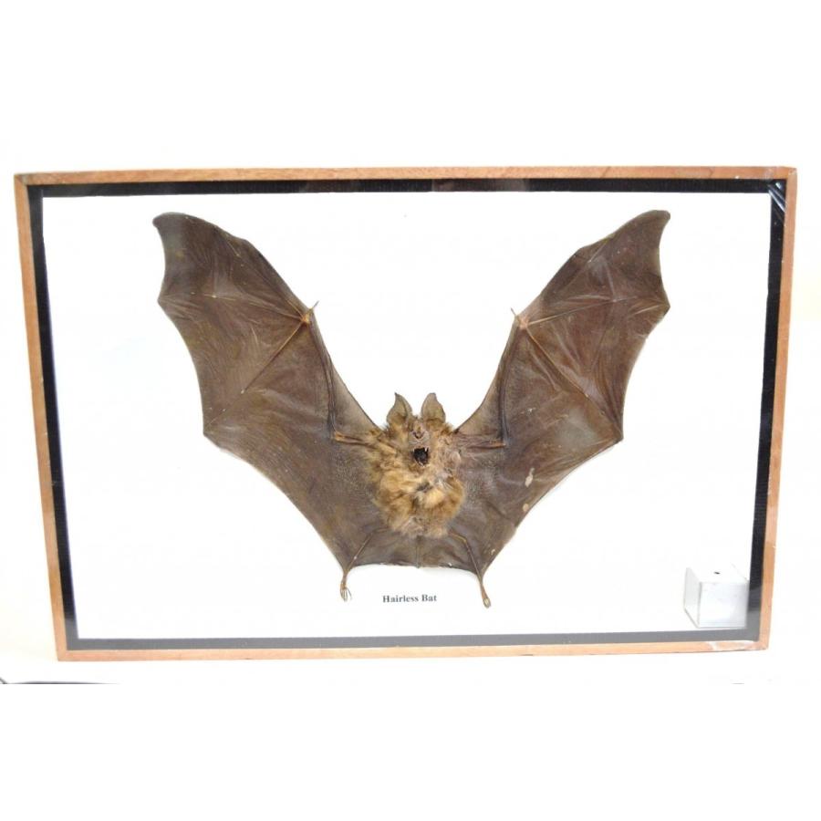 素敵な コウモリ標本 置物