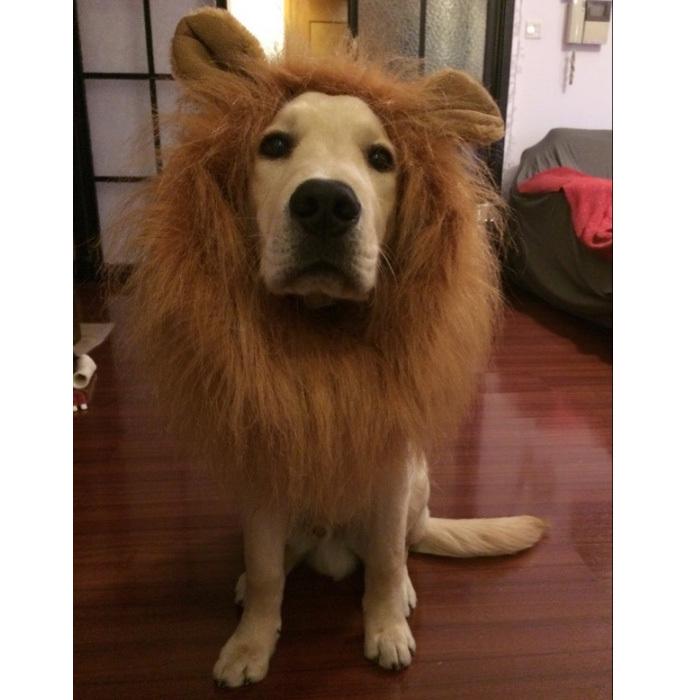 ペット用 選べる2タイプ 耳付き 耳なし 犬用品 動物 洗える 犬用品 かわいい 面白い バースデー お誕生日 ハロウィン 仮装 Raccoon Peto Lyx03 Ws Raccoon 通販 Yahoo ショッピング