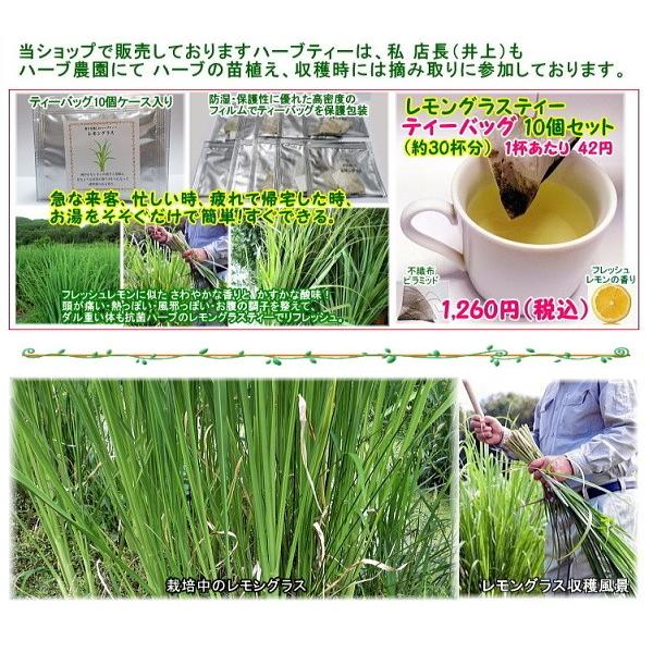 レモングラスティー ティーバッグ 10個セット 爽やかなレモンの香り 無農薬 無添加 岡山県産ハーブティー 疲労回復 ダル重いをリフレッシュ Lemonbag10 ラジアンス 通販 Yahoo ショッピング