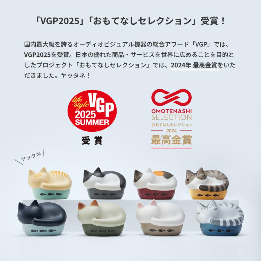 radius ＼新柄キジシロ・サバトラ登場！ (10月30日販売開始