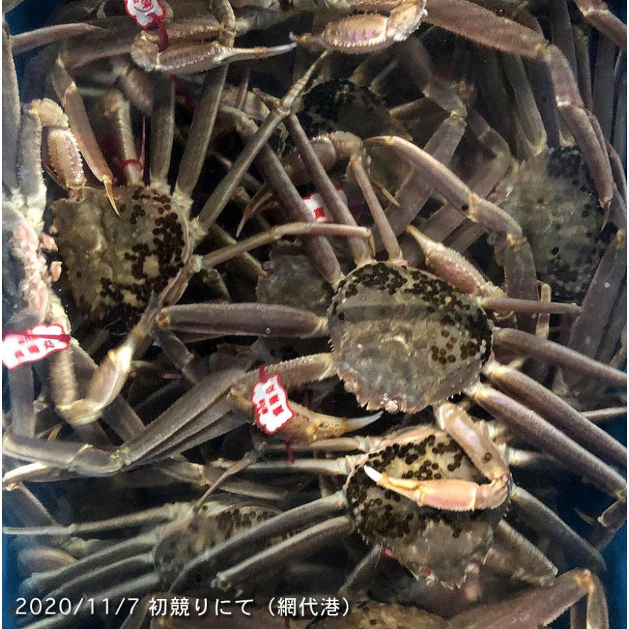年末年始お届け 年末最終販売 活 松葉ガニ ズワイガニ タグ付き 特大サイズ 約770 950g 鳥取県 漁師直送 活きたまま発送 A Hosyo3 Raihoo Online Shop 通販 Yahoo ショッピング