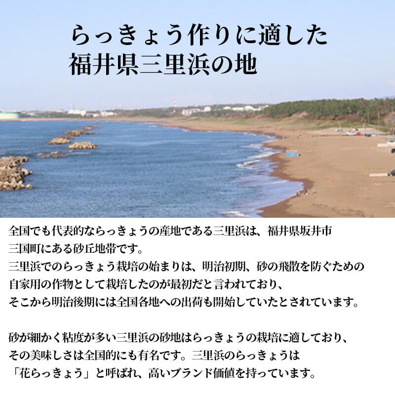 福井産 三年子 花らっきょうの甘酢漬け 80g 1パック Ha らっきょう市場 通販 Yahoo ショッピング