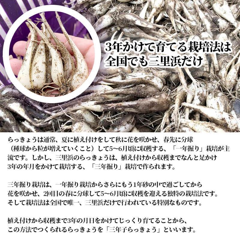 福井産 三年子 花らっきょうの甘酢漬け 80g 3パックセット Ha らっきょう市場 通販 Yahoo ショッピング