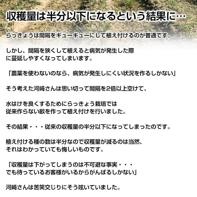 河崎さん家の生らっきょう 根付1kg 栽培期間中 農薬不使用 Tm らっきょう市場 通販 Yahoo ショッピング
