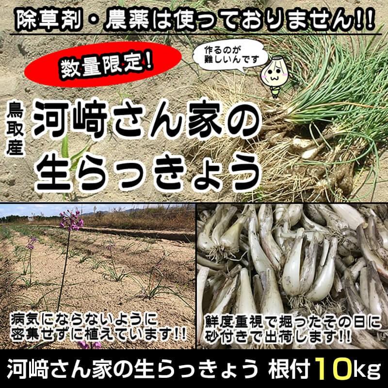全商品オープニング価格特別価格 河崎さん家の生らっきょう 根付10kg 栽培期間中 農薬不使用 50 Off Smarthotel Ingelheim De