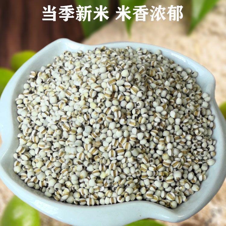 ハト麦 意仁米 意米仁 （ ヨクイニン ）300g : 楽々オーター - 通販 - Yahoo!ショッピング
