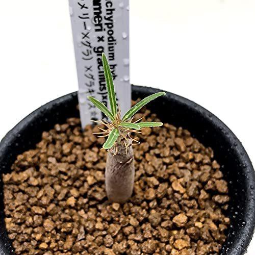 当店人気商品 コーデックス パキポディウムhyb ラメリー グラキリス グラキリス S 赤松実生 レビュー高評価の商品 Indorekautilyaacademy Com