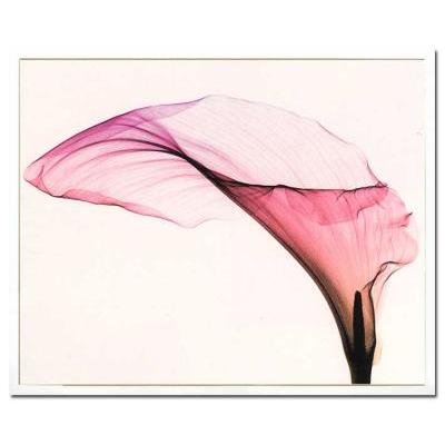アート アートパネル Steven N. Meyers X-Ray フラワー 花 壁掛 インテリア おしゃれ Giant Calla 81x65cm
