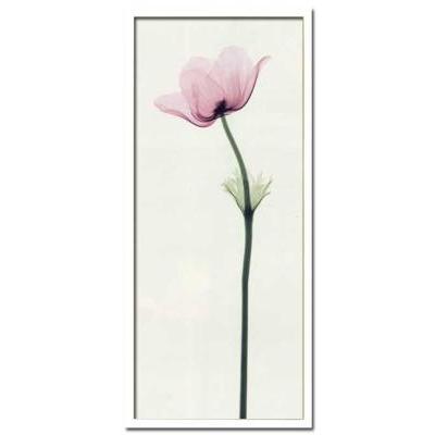 アート アートパネル Steven N. Meyers X-Ray フラワー 花 壁掛 インテリア おしゃれ Anemone II 35x75cm