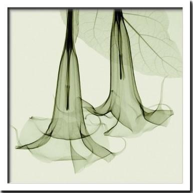 アート アートパネル アートSteven N. Meyers X-Ray フラワー 花 壁掛 インテリア おしゃれ Datura 65x65cm