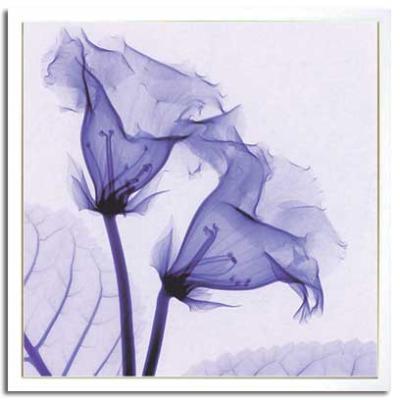 アート アートパネル アートSteven N. Meyers X-Ray フラワー 花 壁掛 インテリア おしゃれ Gloxinia 65x65cm