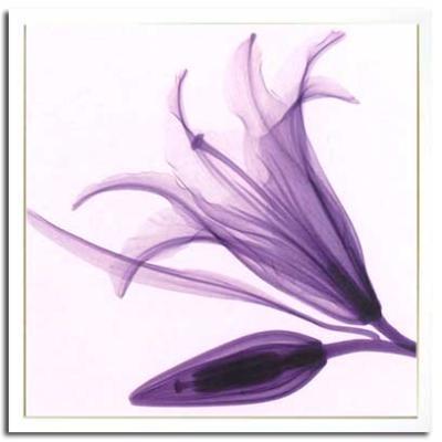 アート アートパネル Steven N. Meyers X-Ray フラワー 花 壁掛 インテリア おしゃれ LilyAndBud 65x65cm