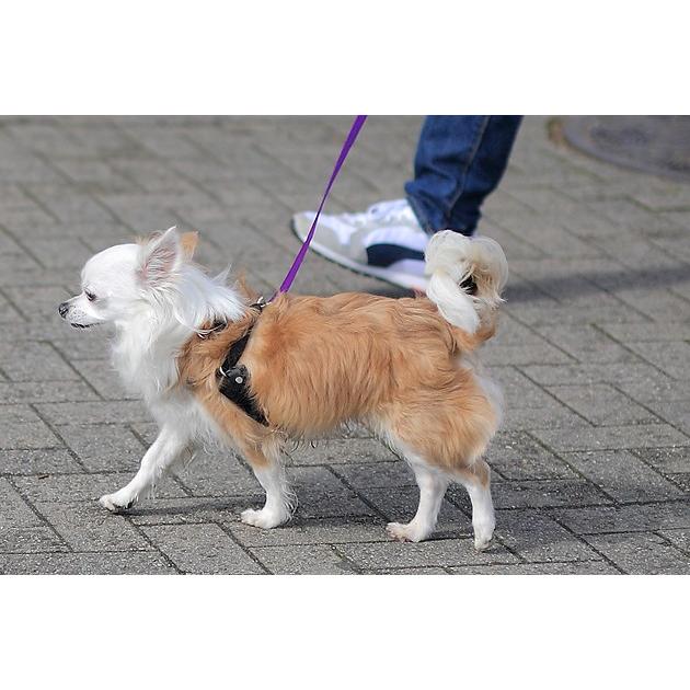 引っ張り防止 犬 ハーネス ラロック ハッピーヒールハーネス 愛犬の引っ張りを止めるトレーニングハーネス リード＆DVD付き メール便不可 |  | 13