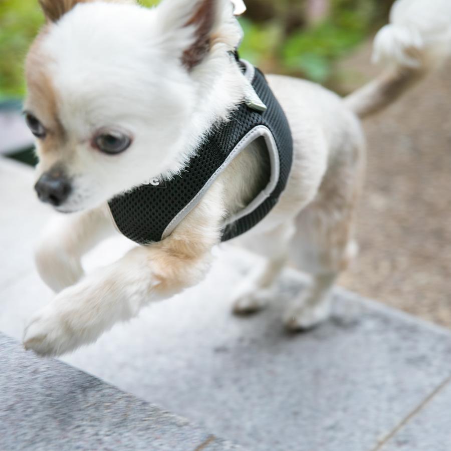 犬 ハーネス ラロック おしゃれ かわいい シンプルメッシュハーネス SS・S・Mサイズ 超小型犬用ハーネス メール便のみ送料無料 リードは別売 |  | 24