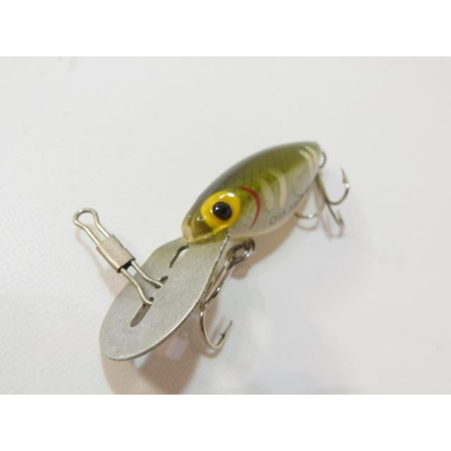 ストーム ホッテントット ジャパンスペシャルカラー オイカワ メス