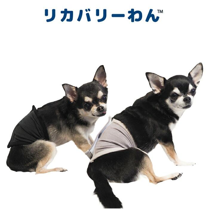 テラヘルツワン・ベルクロテラバンド男の子用用品 犬用 腹巻シニア犬