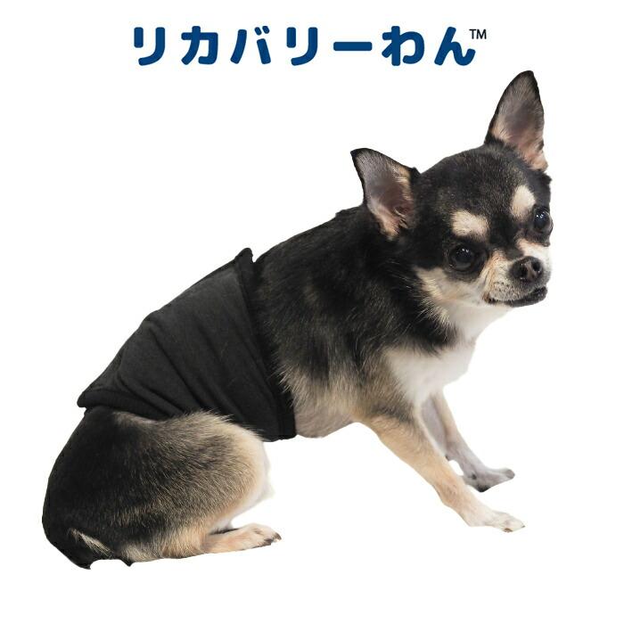 テラヘルツワン・ベルクロテラバンド男の子用用品 犬用 腹巻シニア犬