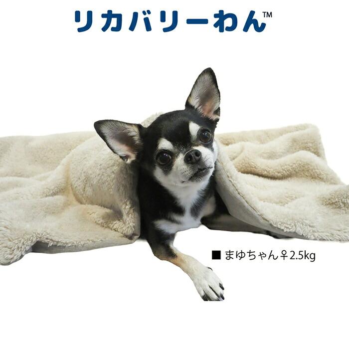 犬リカバリーグッズ 爆売れ人気商品!　 テラヘルツ・ワンニャンテラブランケット リカバリーわん（テラヘルツワン）ボアブランケット 犬ブランケット